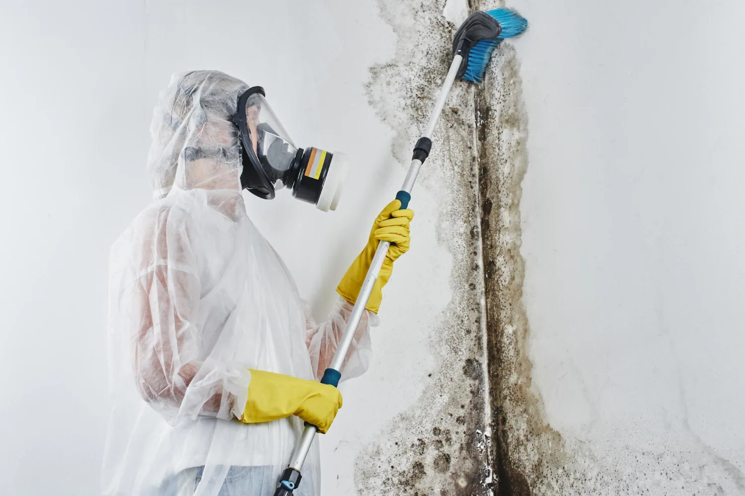 Mold remediation